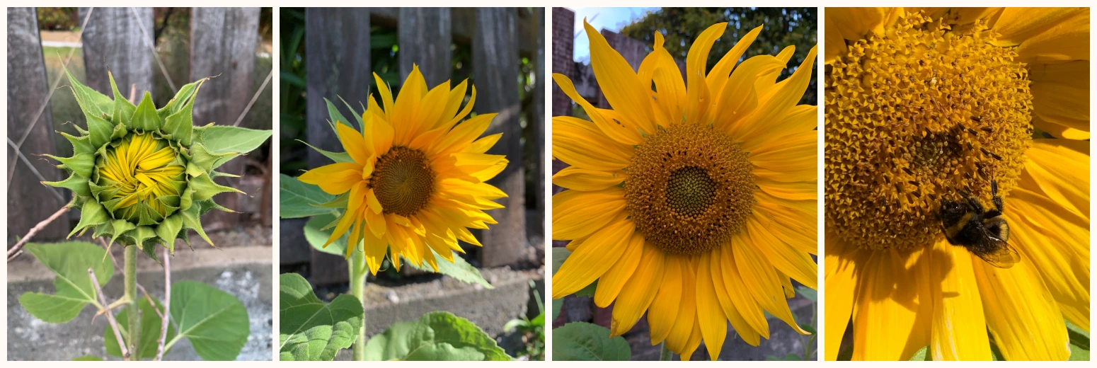 healing sunflower series